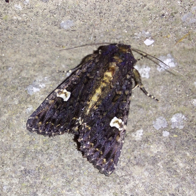 Melanchra persicariae - fehérfoltos kertibagoly