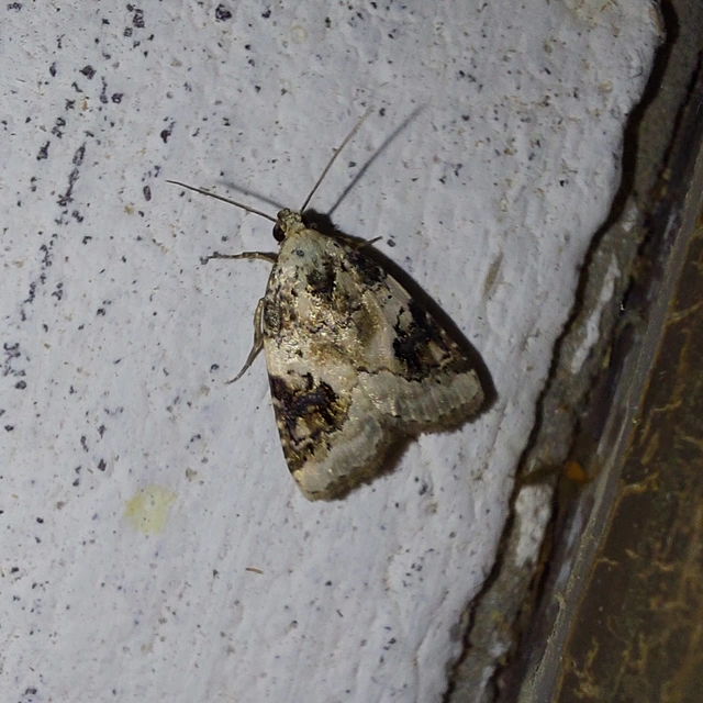 Pseudeustrotia candidula - fehéres apróbagoly
