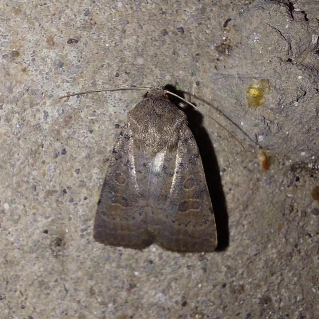 tömeges selymesbagoly - Hoplodrina ambigua