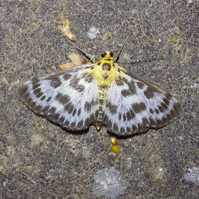 Anania hortulata - tarka csalánmoly