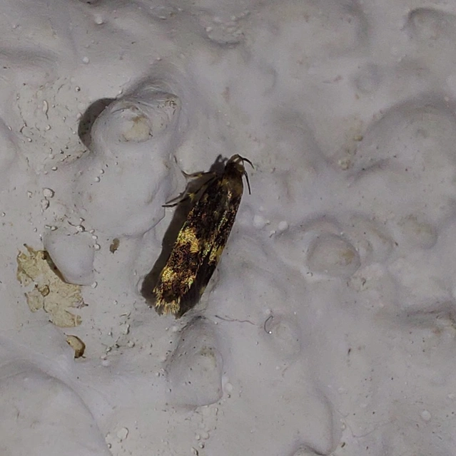 Autostichidae - avarmolyfélék