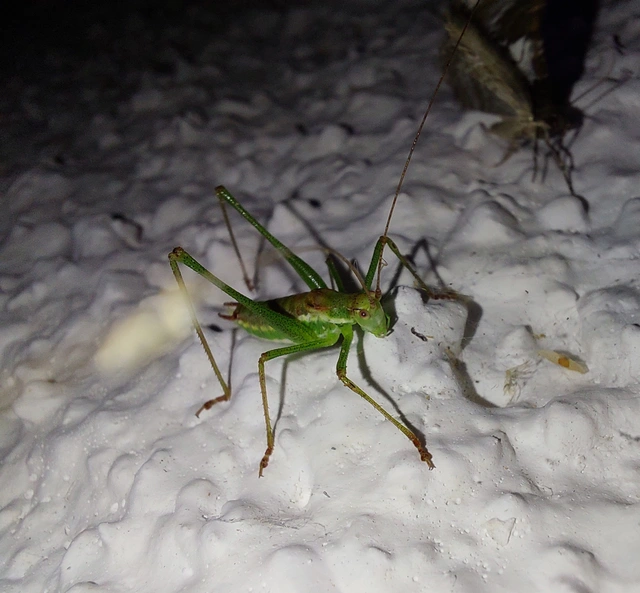 Leptophyes albovittata - közönséges virágszöcske