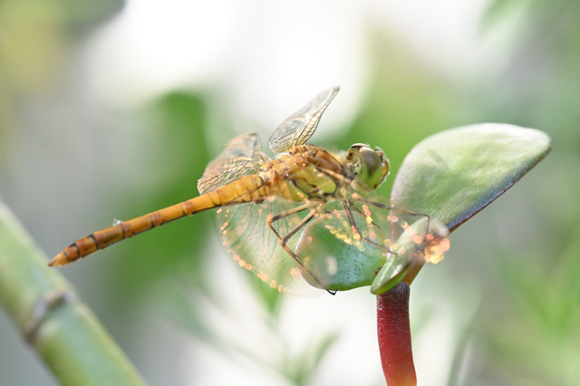 Sympetrum striolatum/vulgatum