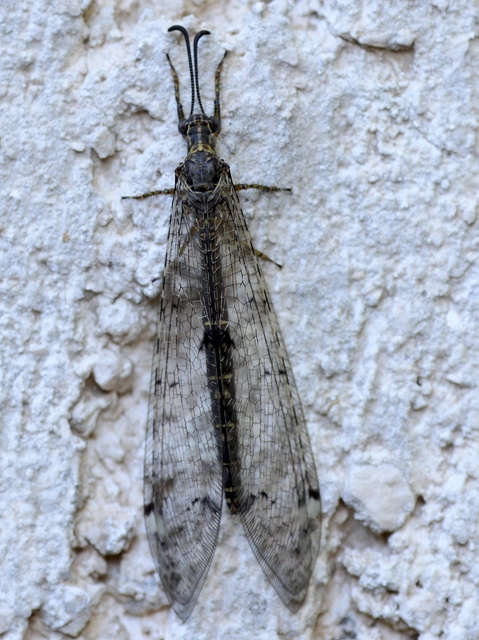 Distoleon tetragrammicus - négyfoltos hangyaleső