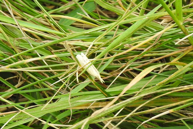 Ematheudes punctella - kúposfejű karcsúmoly