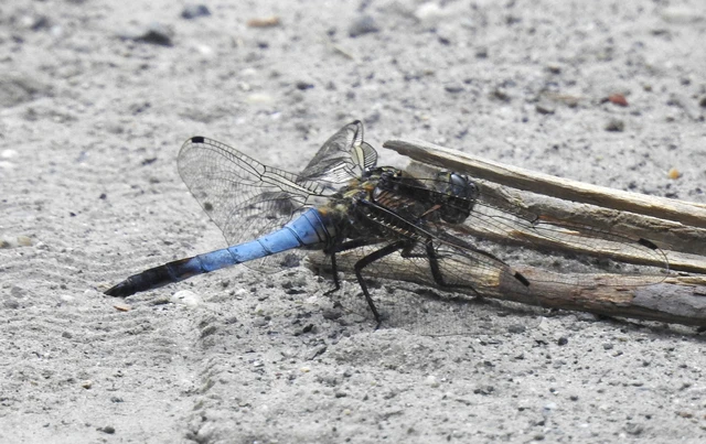 Orthetrum cancellatum - feketefarkú pásztorszitakötő