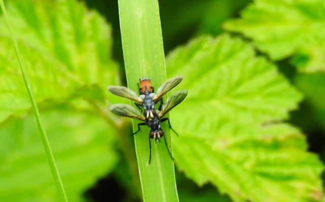 Cylindromyia