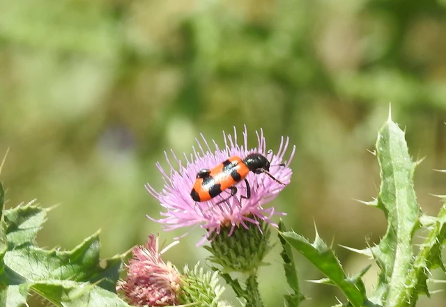 Trichodes apiarius - szalagos méhészbogár