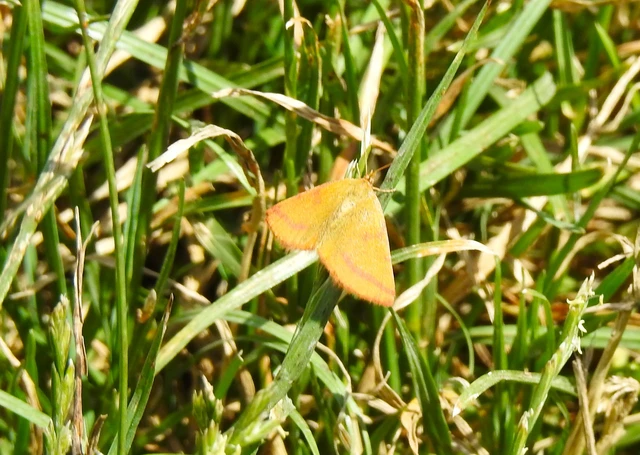 Lythria purpuraria - bíborsávos araszoló