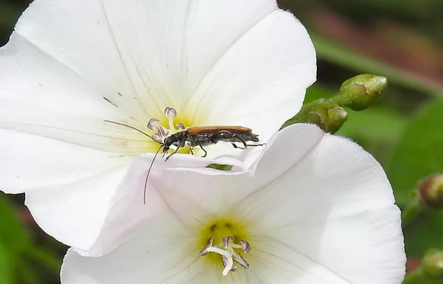 Oedemera femorata - sárgahátú álcincér