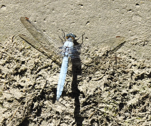 Orthetrum brunneum - pataki pásztorszitakötő
