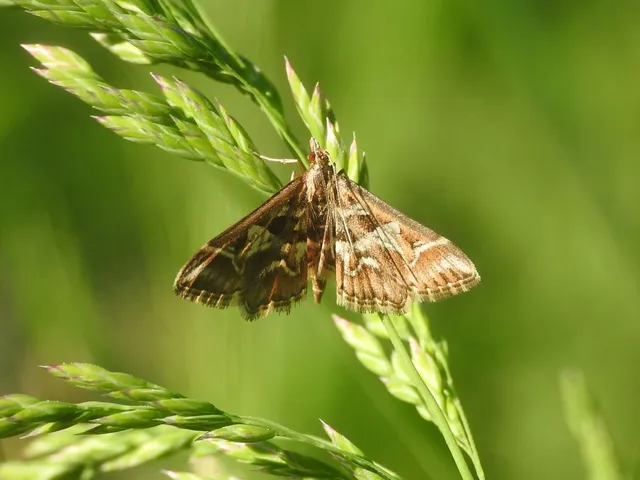 Diasemia reticularis - betűmintás tűzmoly