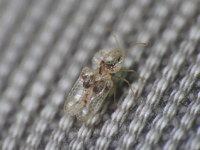 Corythucha arcuata - tölgy-csipkéspoloska
