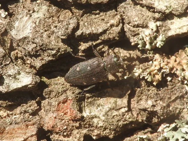 Chrysobothris affinis - aranypettyes díszbogár