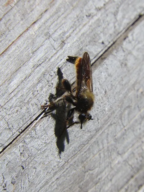 Laphria flava