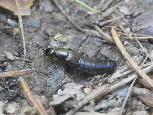 Philonthus decorus - érces ganajholyva