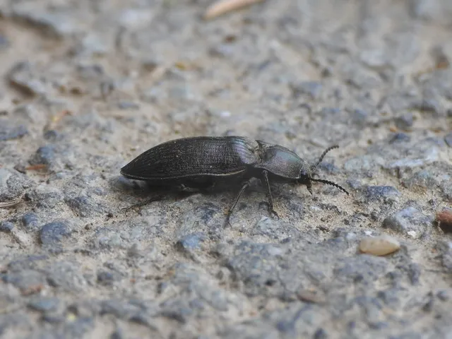 Selatosomus
