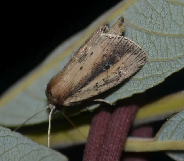 kis nádibagoly - Archanara dissoluta