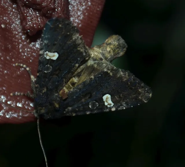 Melanchra persicariae - fehérfoltos kertibagoly