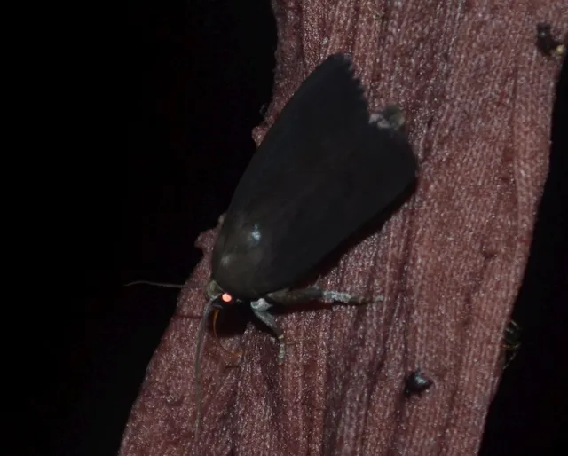 Amphipyra livida - zsírfényű bagoly