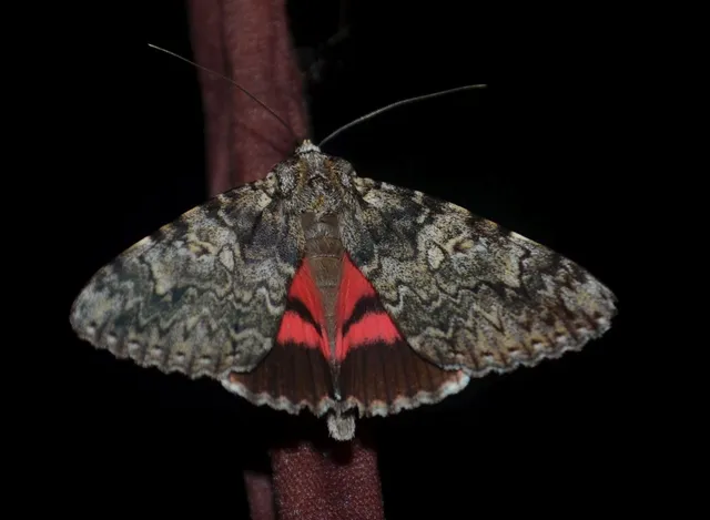 Catocala promissa - kis tölgyfa-övesbagoly