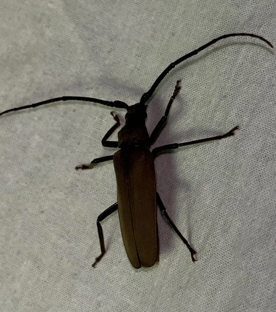Aegosoma scabricorne - diófacincér