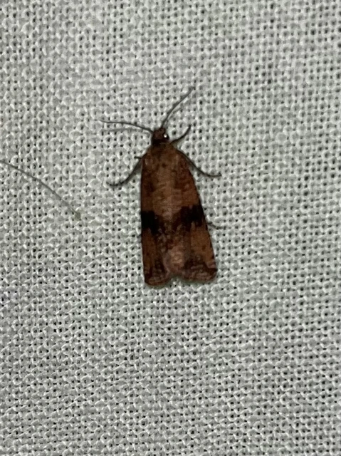 Celypha striana - pitypangfúró tükrösmoly