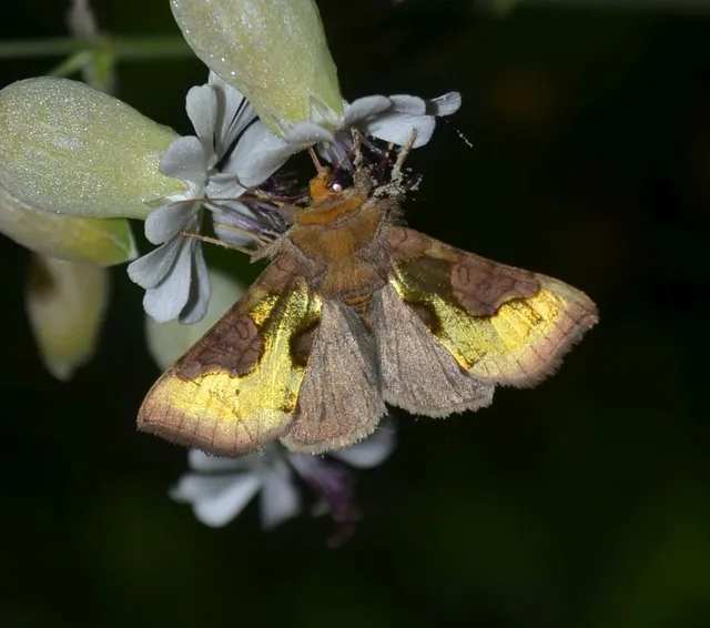 Diachrysia stenochrysis - rejtőző aranybagoly