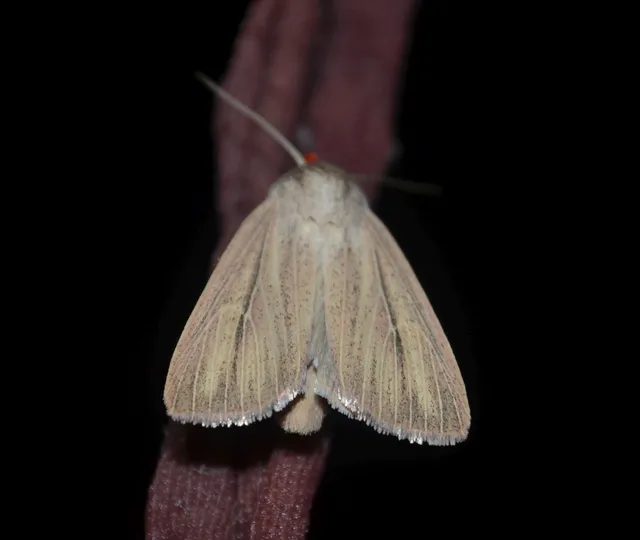 Mythimna pudorina - vörös rétibagoly