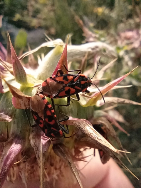 Spilostethus saxatilis - virágbodobács