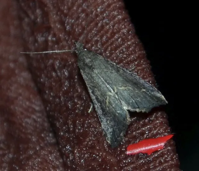 Schrankia costaestrigalis - keskenyszárnyú karcsúbagoly