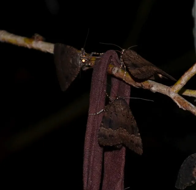 Amphipyra berbera/pyramidea