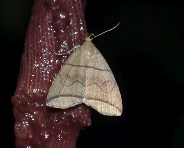 Herminia grisealis - ligeti karcsúbagoly