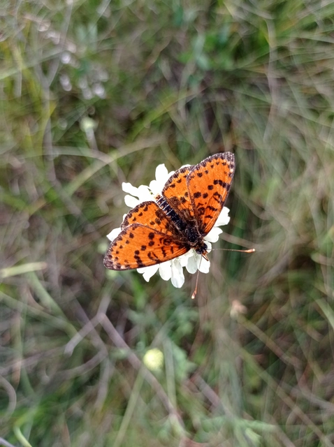Melitaea didyma - tüzes tarkalepke