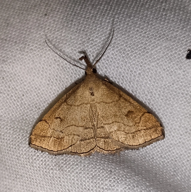 Polypogon gryphalis - láperdei karcsúbagoly