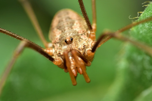 Opiliones - Kaszáspókok