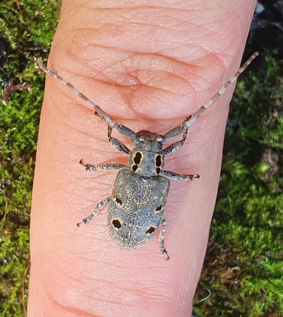 Mesosa curculionoides - szemfoltos cincér Mesosa curculionoides - szemfoltos cincér