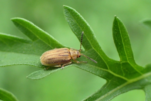 Ophraella communa - parlagfű-olajosbogár