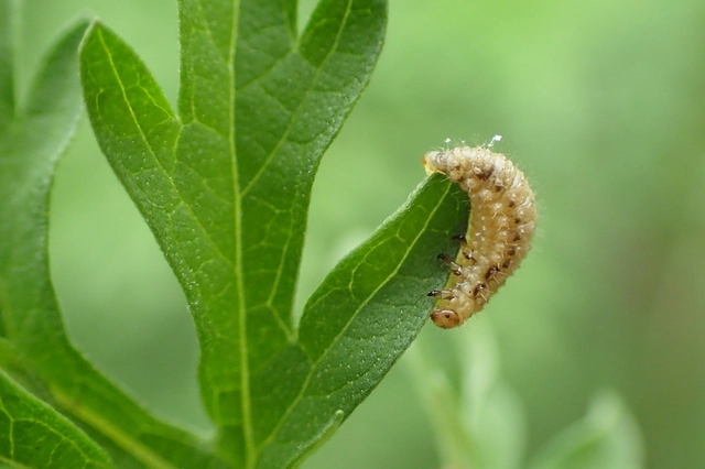 Ophraella communa - parlagfű-olajosbogár