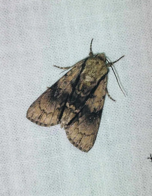 Acronicta alni - éger-szigonyosbagoly