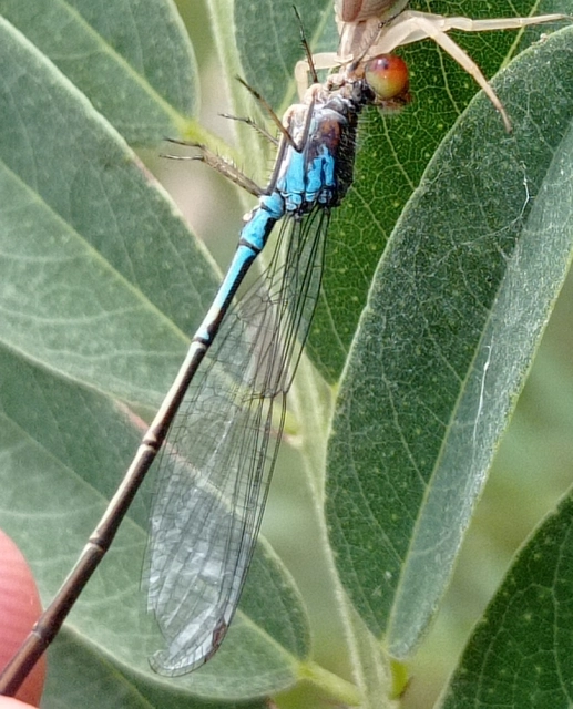 Erythromma viridulum - kis pirosszemű-légivadász