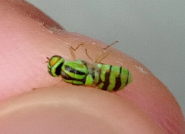 Oxycera trilineata - fémzöld kurtalégy