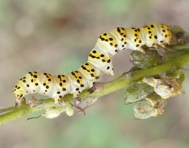 Shargacucullia lychnitis - szalmasárga csuklyásbagoly