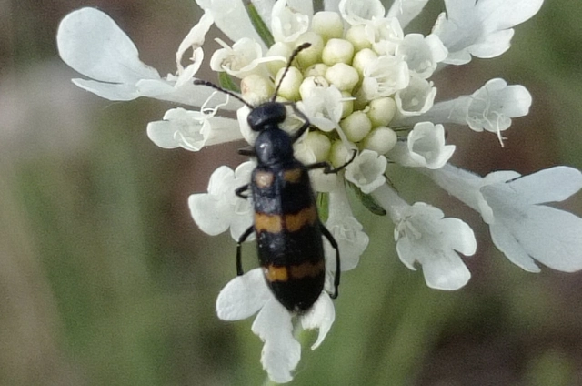 Mylabris variabilis - szalagos hólyaghúzó Mylabris variabilis - szalagos hólyaghúzó