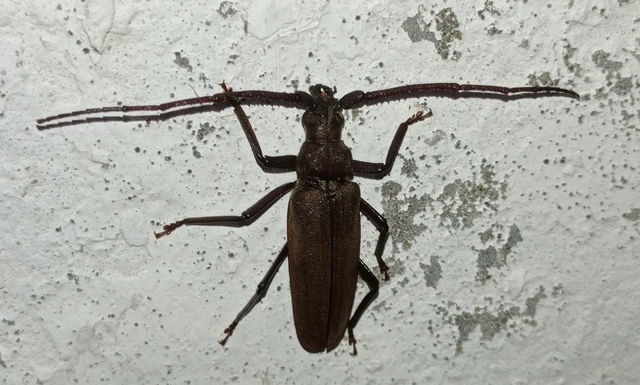 Aegosoma scabricorne - diófacincér