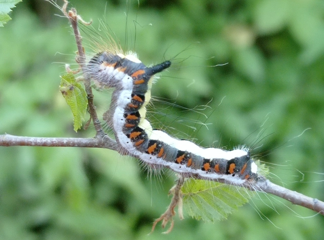 Acronicta psi - pszi-betűs szigonyosbagoly