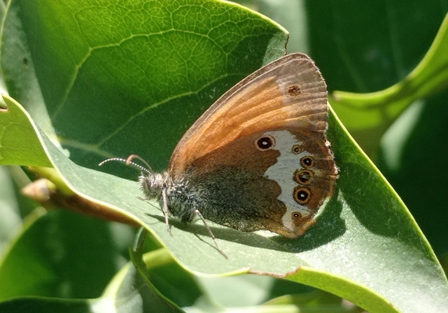 Coenonympha arcania - fehéröves szénalepke