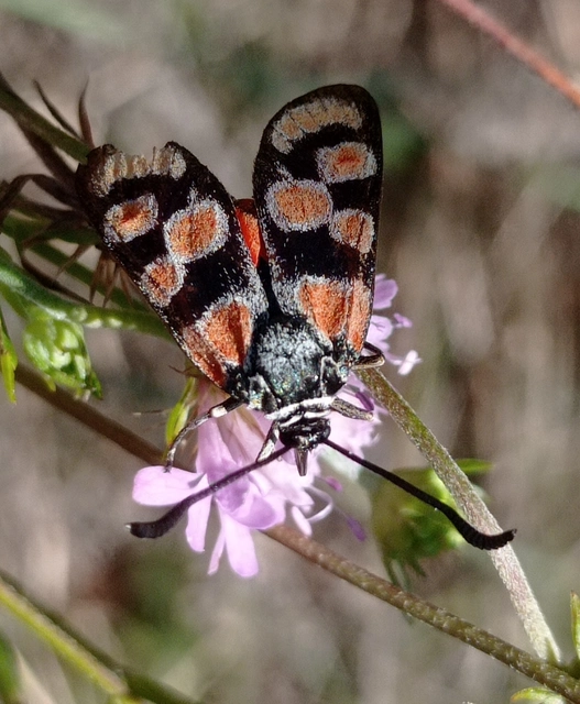 Zygaena carniolica - fehérgyűrűs csüngőlepke