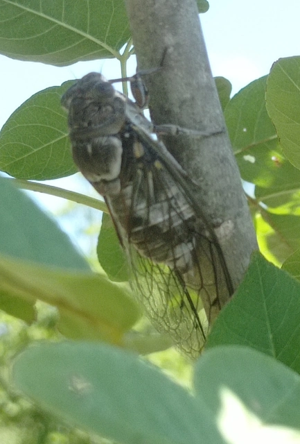Lyristes plebejus