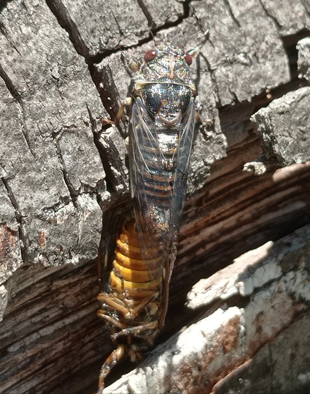 Pagiphora annulata
